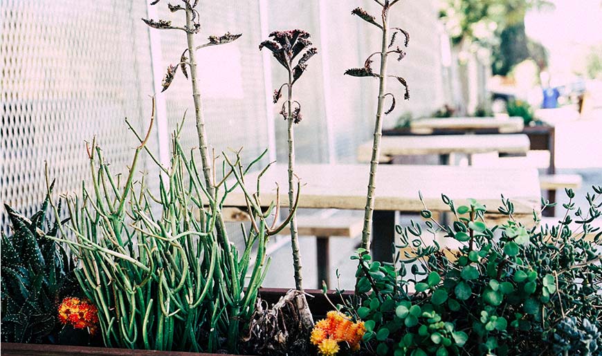 The basics of house plant care